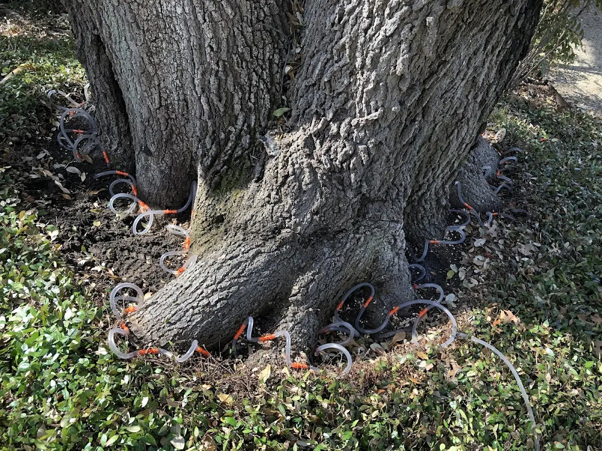 Detailed Tree Cabling and Bracing job site in La Grange