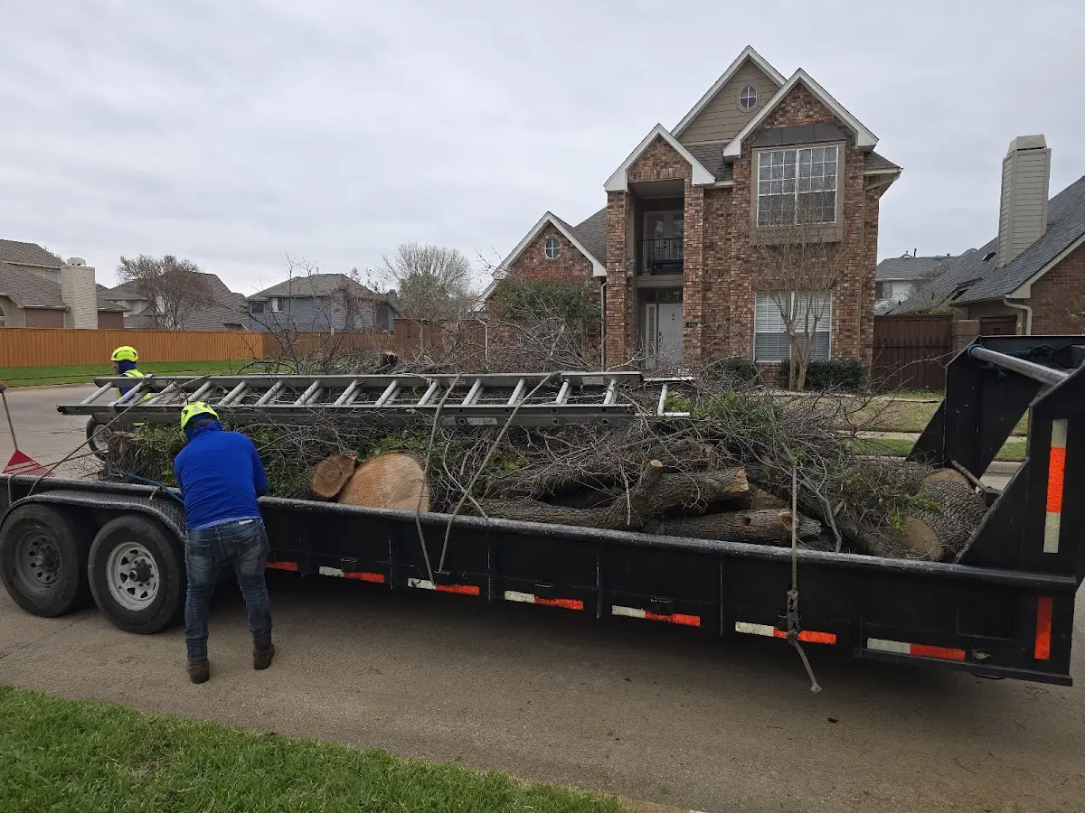 Expert Tree Removal with proper safety equipment in La Grange